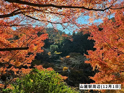 高尾山の紅葉の見ごろは11月中旬から12月上旬です 高尾山の紅葉の見ごろは11月中旬から12月上旬です
