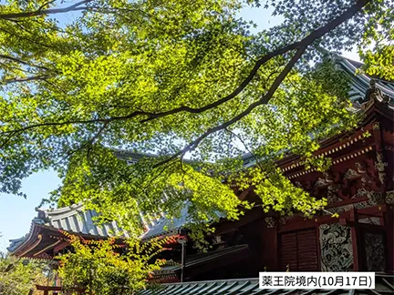 高尾山の紅葉の見ごろは11月中旬から12月上旬です 高尾山の紅葉の見ごろは11月中旬から12月上旬です