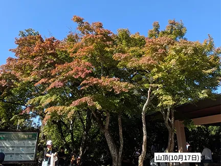 高尾山の紅葉の見ごろは11月中旬から12月上旬です 高尾山の紅葉の見ごろは11月中旬から12月上旬です