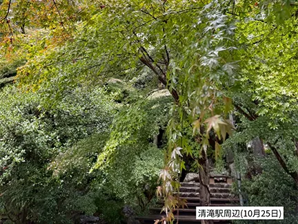 高尾山の紅葉の見ごろは11月中旬から12月上旬です 高尾山の紅葉の見ごろは11月中旬から12月上旬です