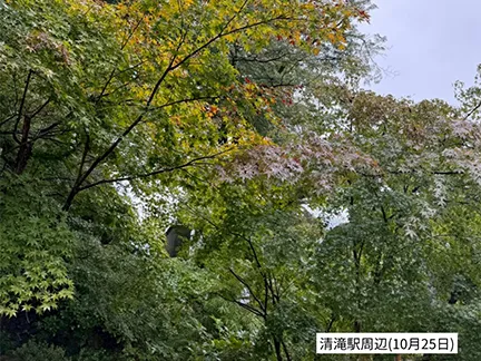 高尾山の紅葉の見ごろは11月中旬から12月上旬です 高尾山の紅葉の見ごろは11月中旬から12月上旬です