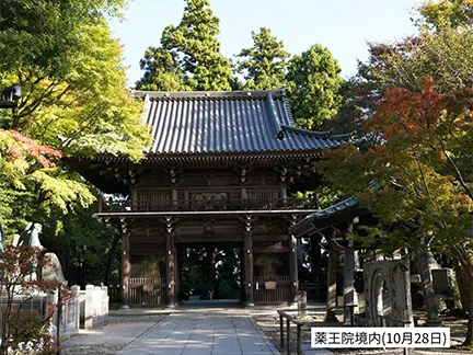 高尾山の紅葉の見ごろは11月中旬から12月上旬です 高尾山の紅葉の見ごろは11月中旬から12月上旬です