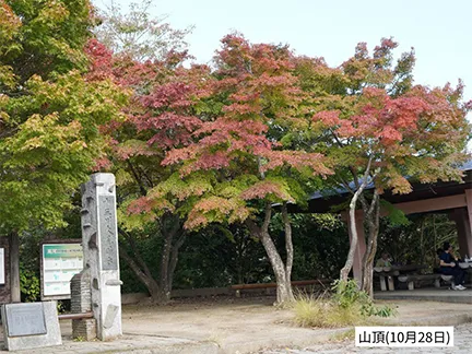 高尾山の紅葉の見ごろは11月中旬から12月上旬です 高尾山の紅葉の見ごろは11月中旬から12月上旬です