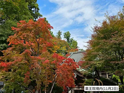 高尾山の紅葉の見ごろは11月中旬から12月上旬です