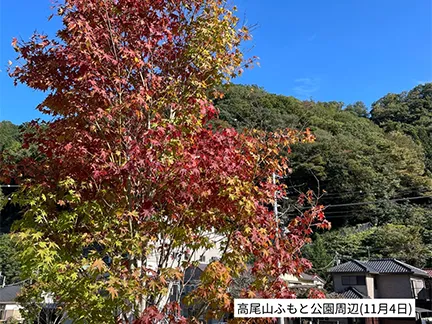 高尾山の紅葉の見ごろは11月中旬から12月上旬です