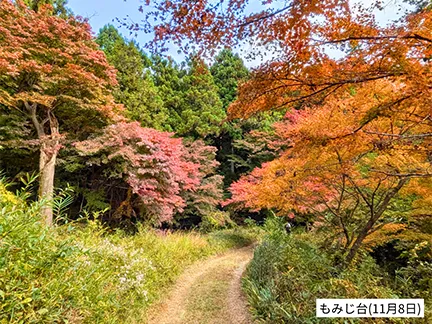高尾山の紅葉の見ごろは11月中旬から12月上旬です
