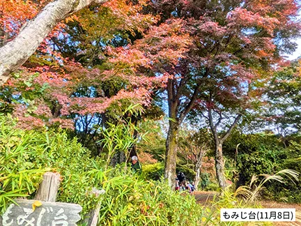 高尾山の紅葉の見ごろは11月中旬から12月上旬です