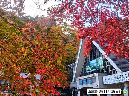 高尾山の紅葉の見ごろは11月中旬から12月上旬です