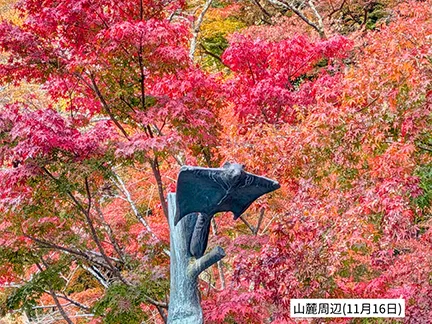 高尾山の紅葉の見ごろは11月中旬から12月上旬です