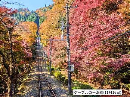 高尾山の紅葉の見ごろは11月中旬から12月上旬です