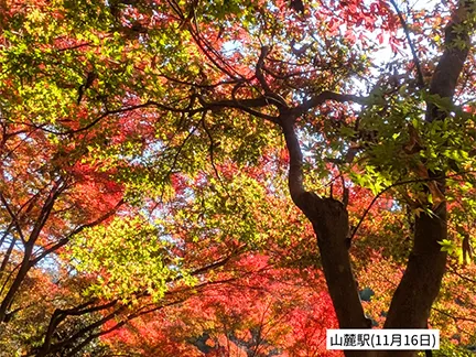 高尾山の紅葉の見ごろは11月中旬から12月上旬です