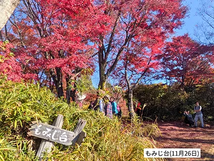 高尾山の紅葉の見ごろは11月中旬から12月上旬です
