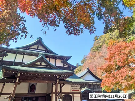 高尾山の紅葉の見ごろは11月中旬から12月上旬です