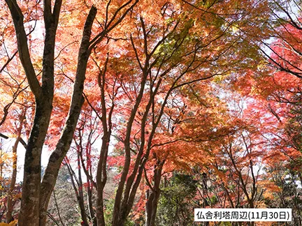 高尾山の紅葉の見ごろは11月中旬から12月上旬です