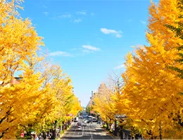 Ginkgo tree line