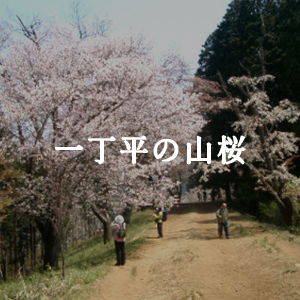 一丁平の山桜