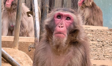 高尾山さる園・野草園