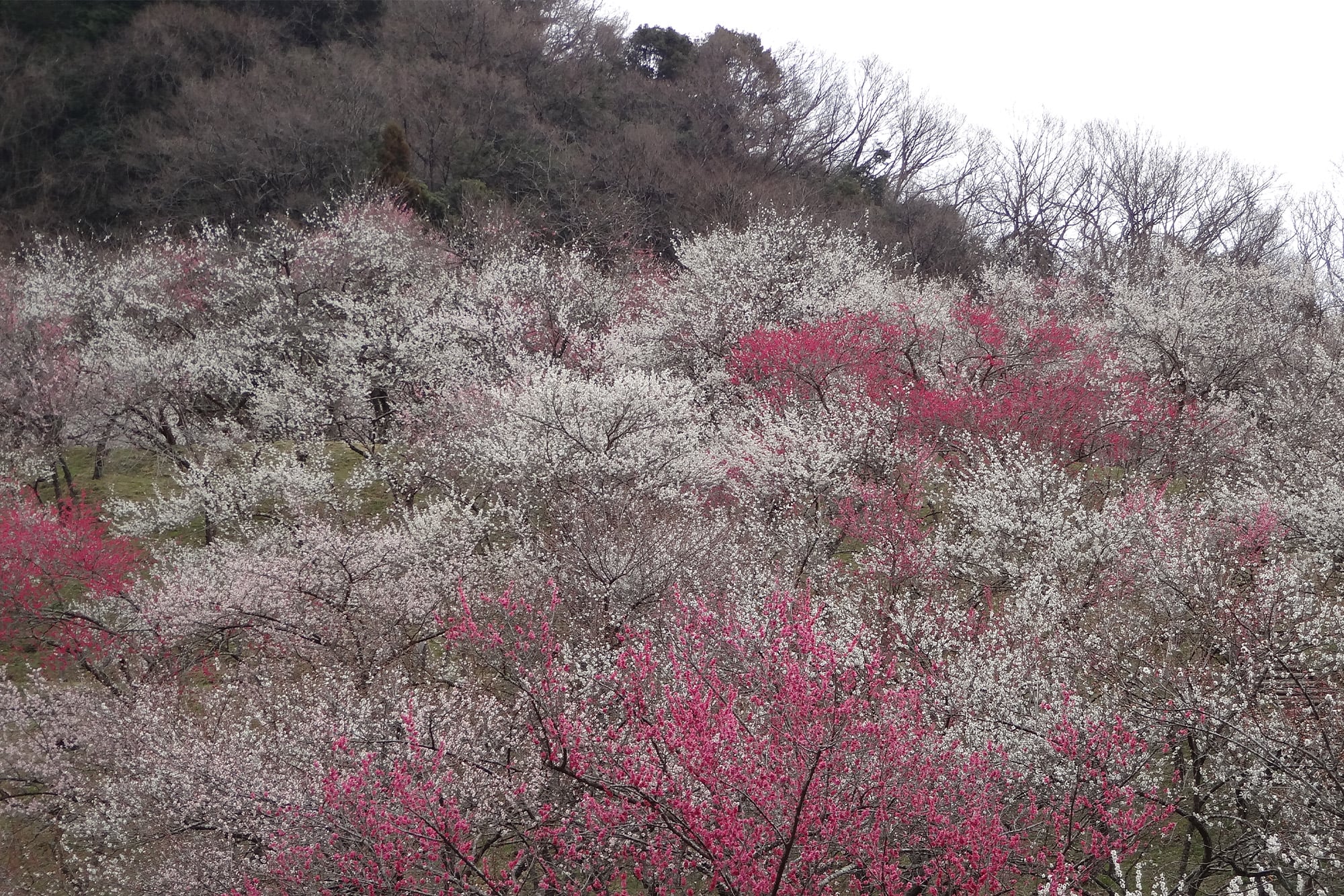 高尾梅鄉